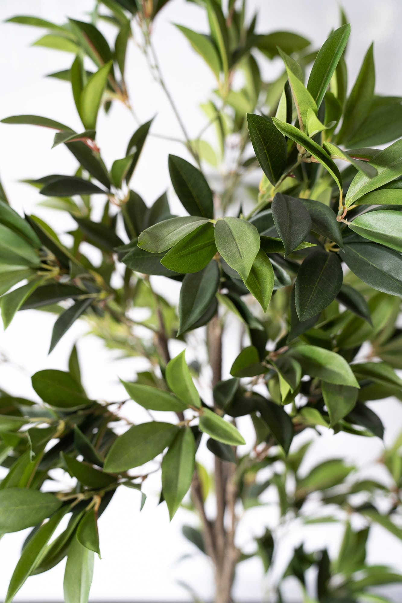 Jardinière carrée - arbuste-2