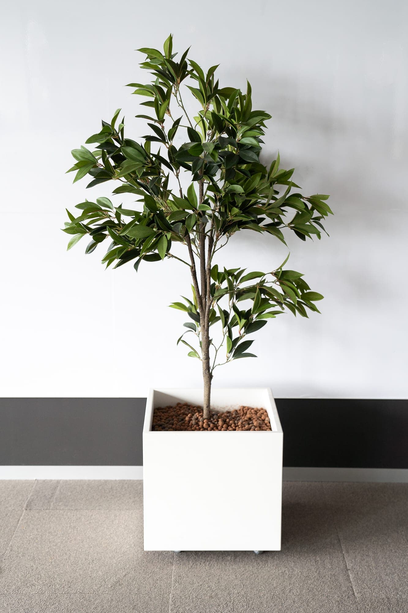 Square planter - shrub-2