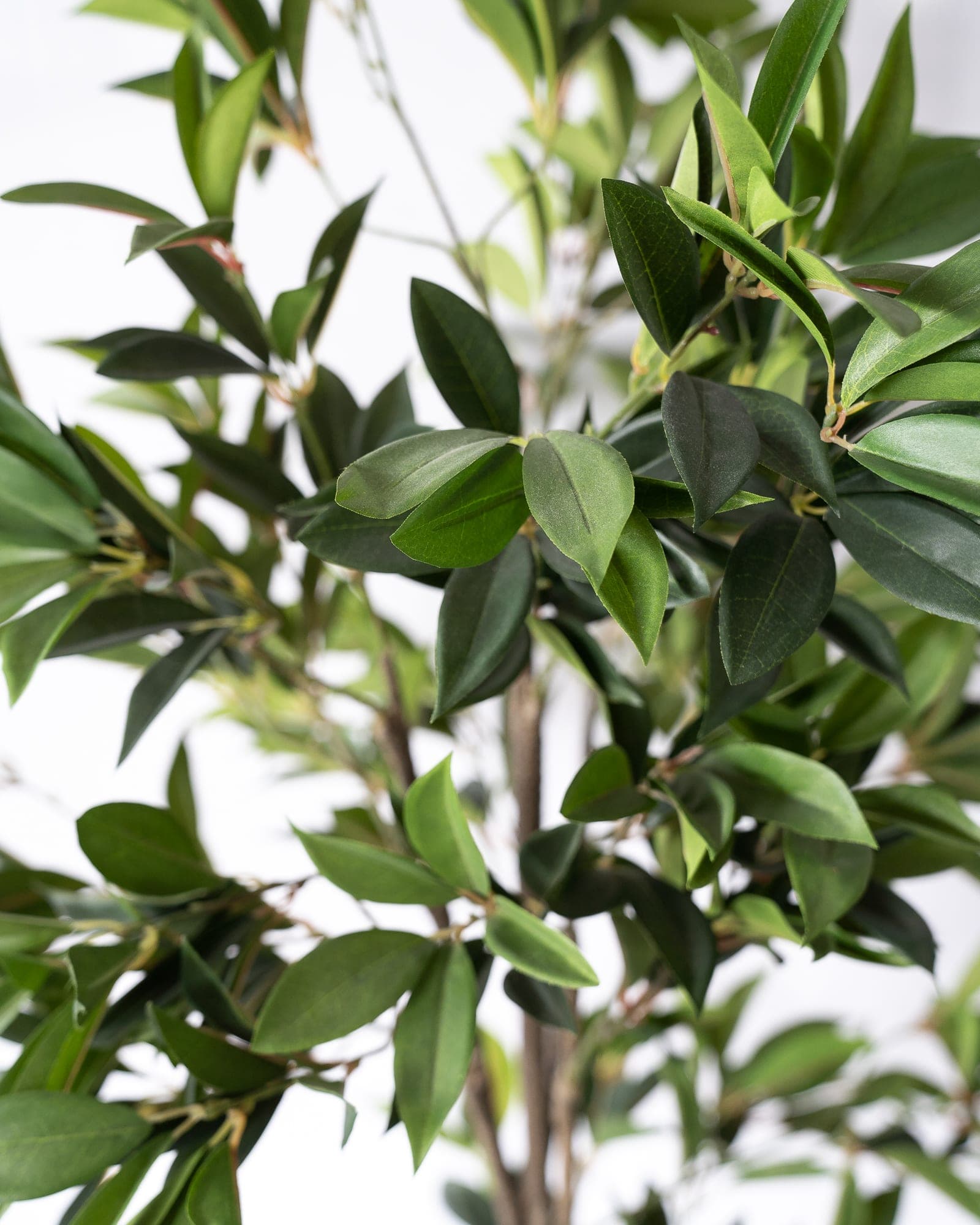 Square planter - shrub-0