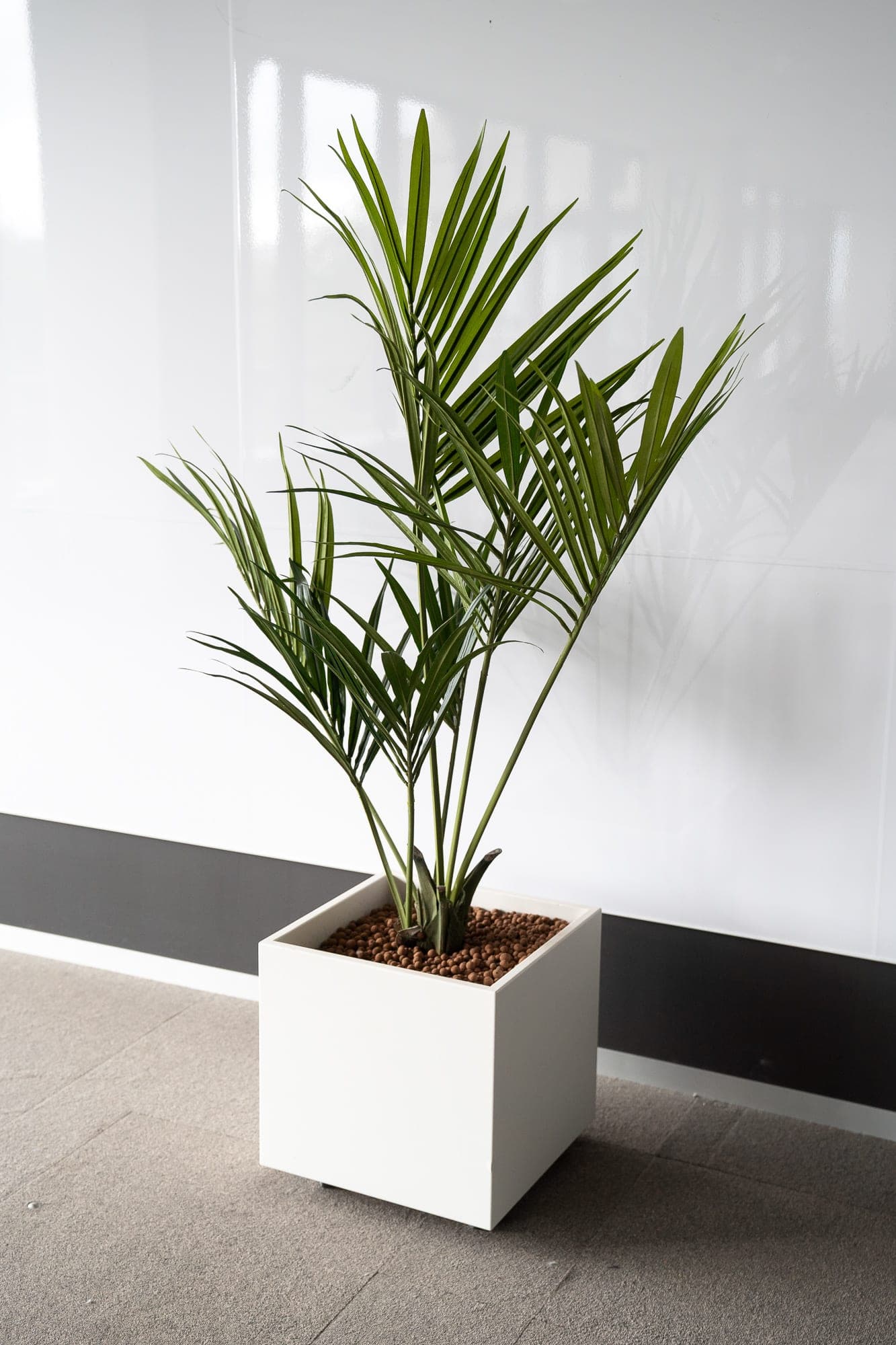 Plantes carrées 55cm - Palmiers-3