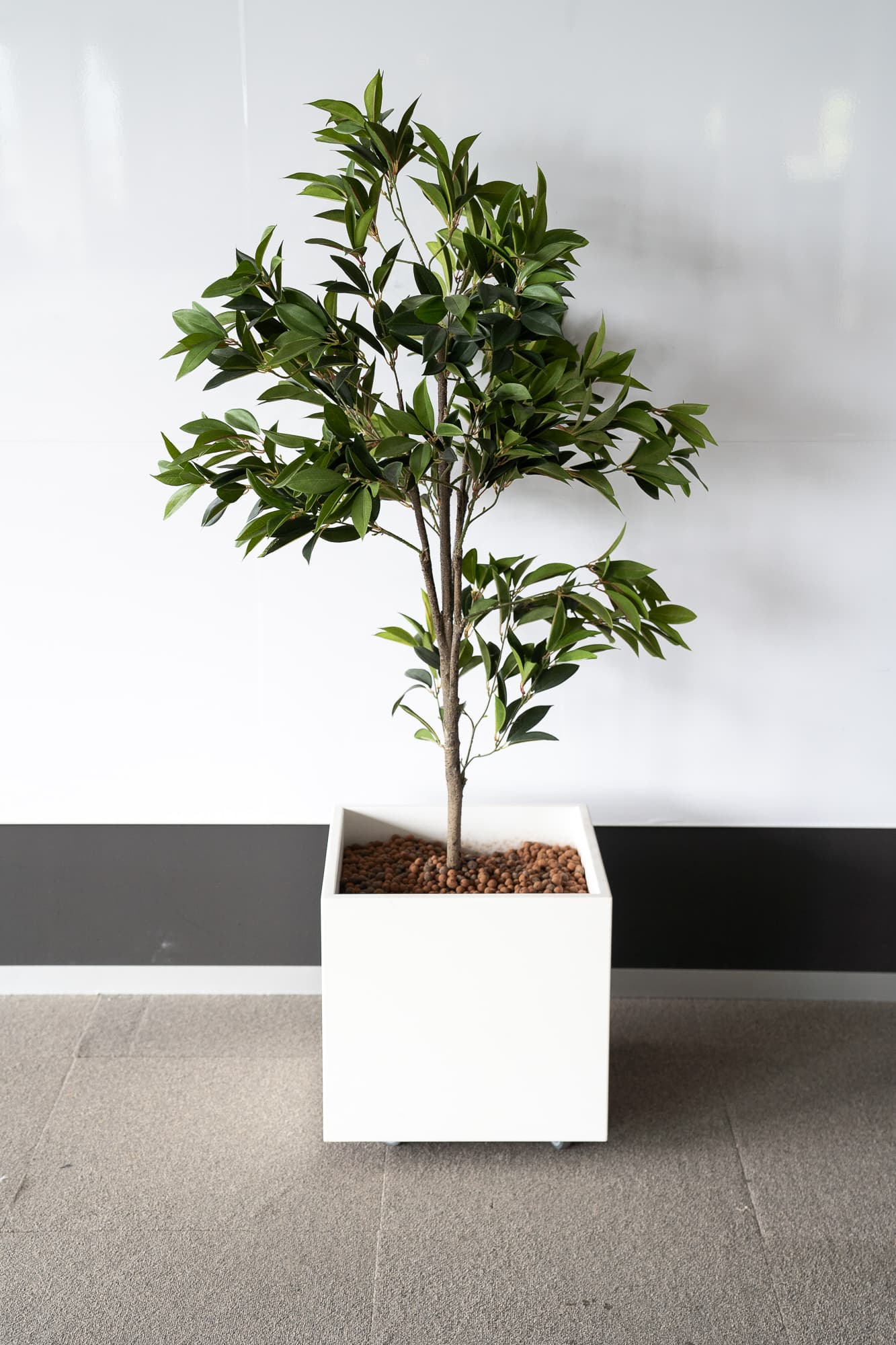 Jardinière carrée - arbuste-0