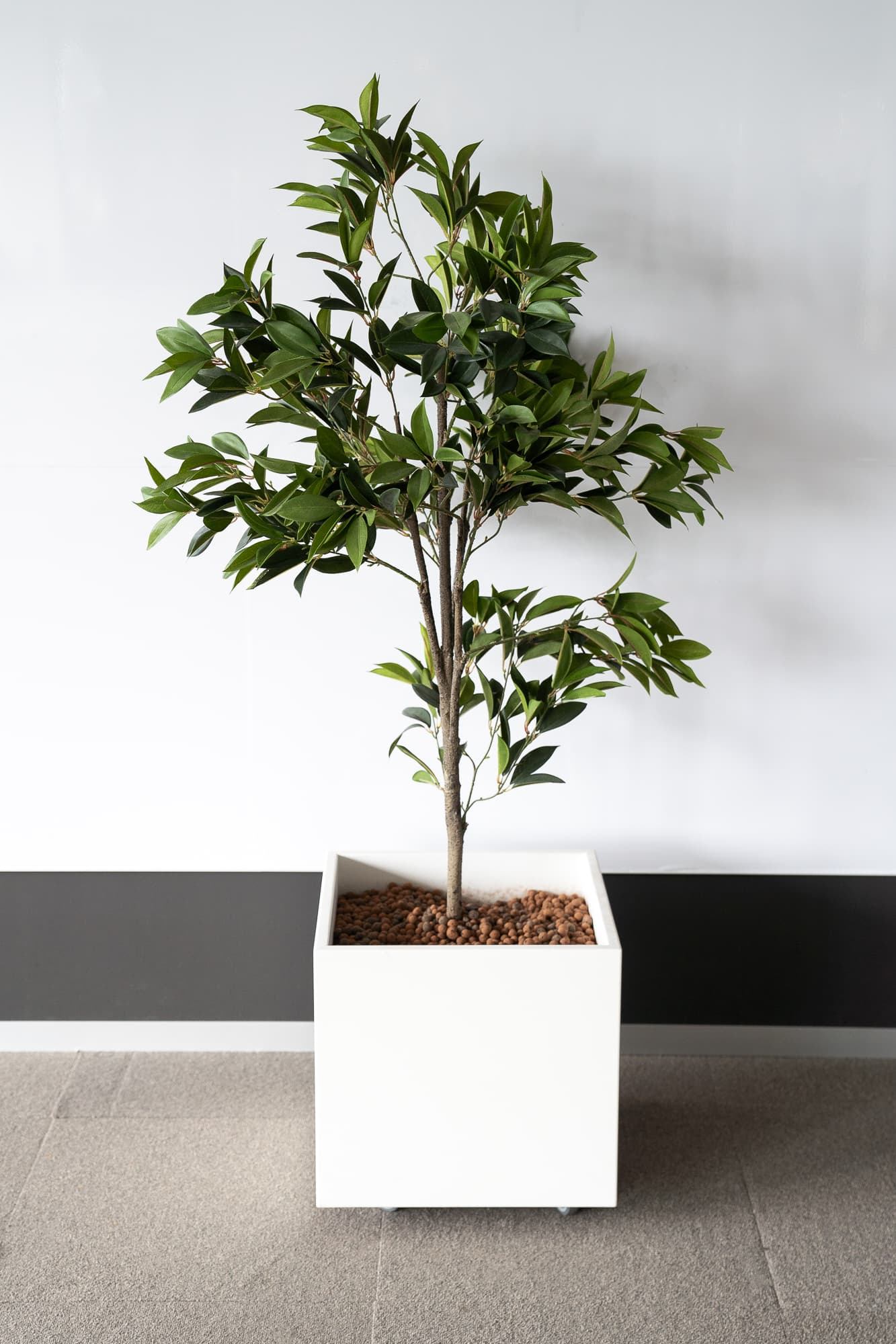 Vierkante plantenbak - struik-0