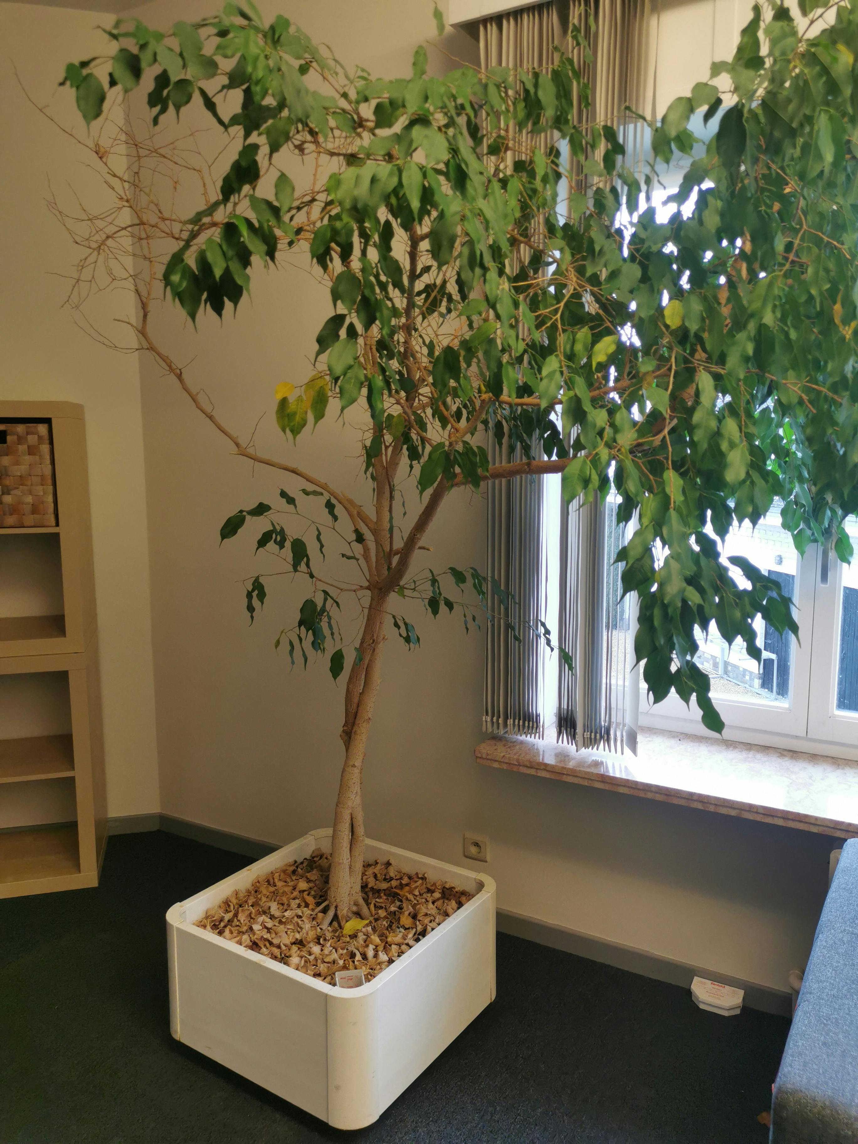 Ficus Benjamina High office plant - Second hand quality "Office Accessories" - Relieve Furniture