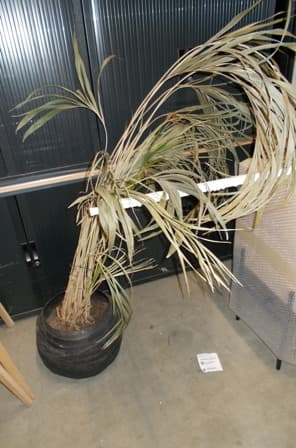 BEFI4641:Plant pot-0