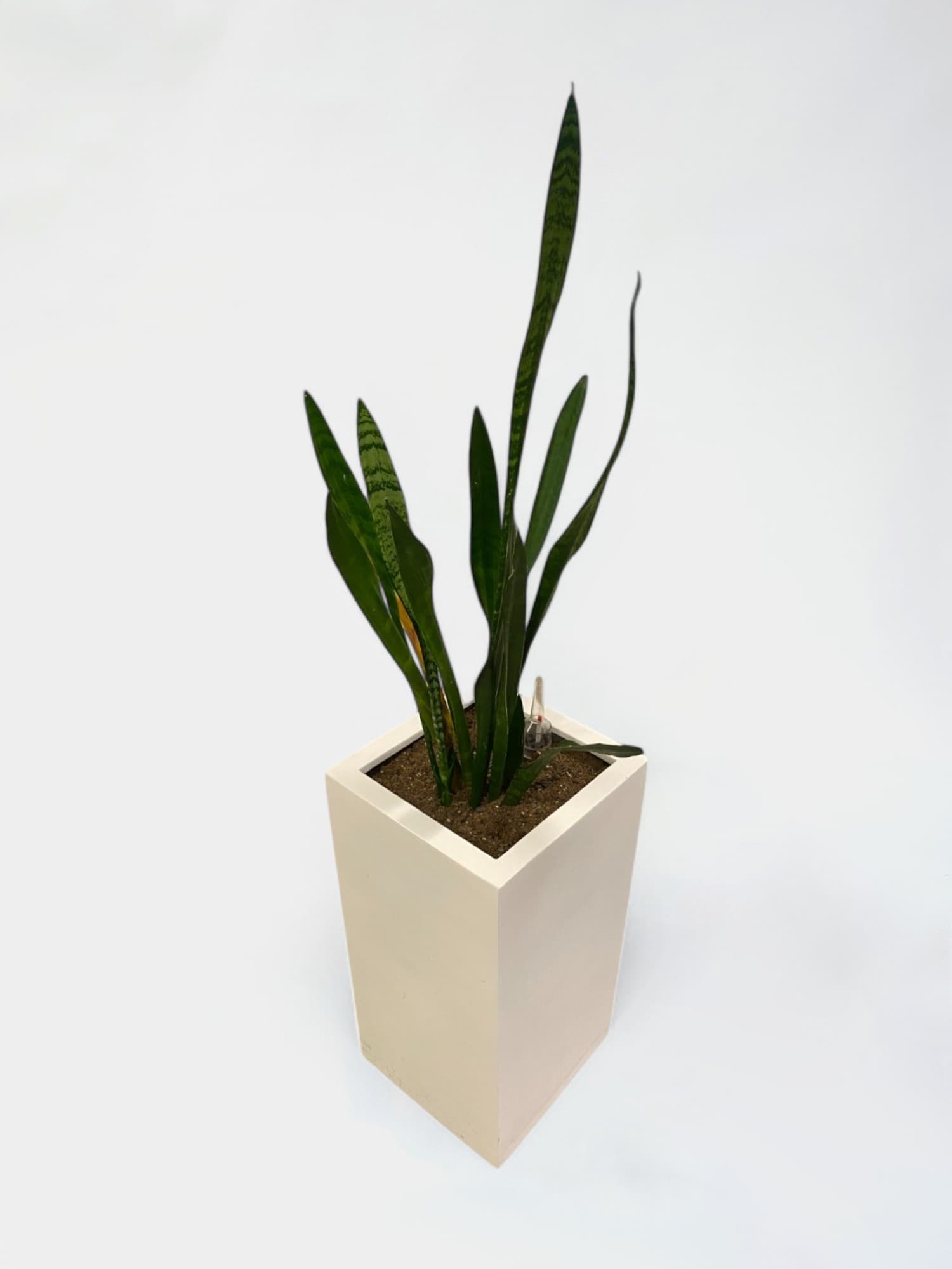 Plante en pot carrée blanche et la Vraie Plante