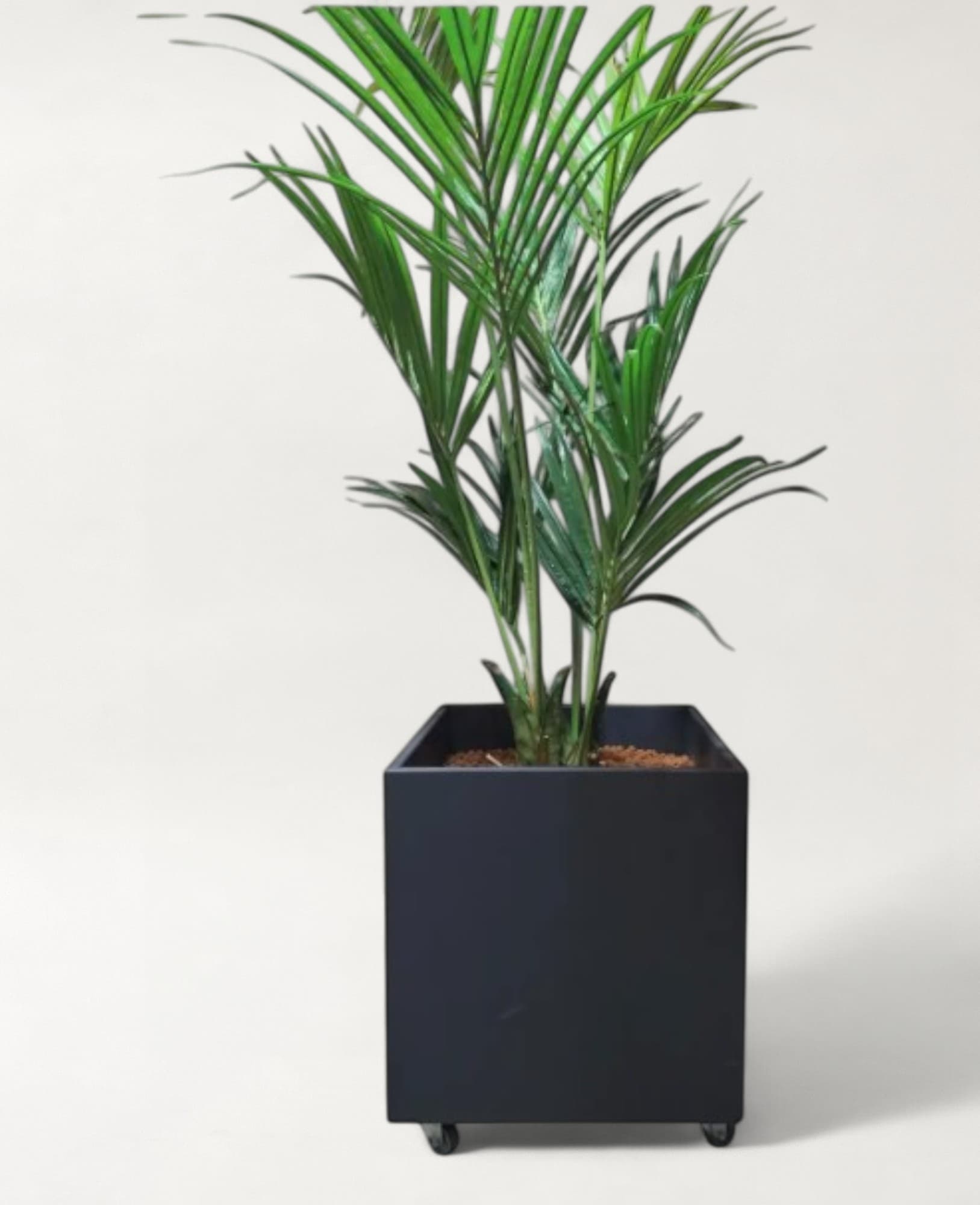 Fake plant in a dark gray square pot 40cm on wheels-0