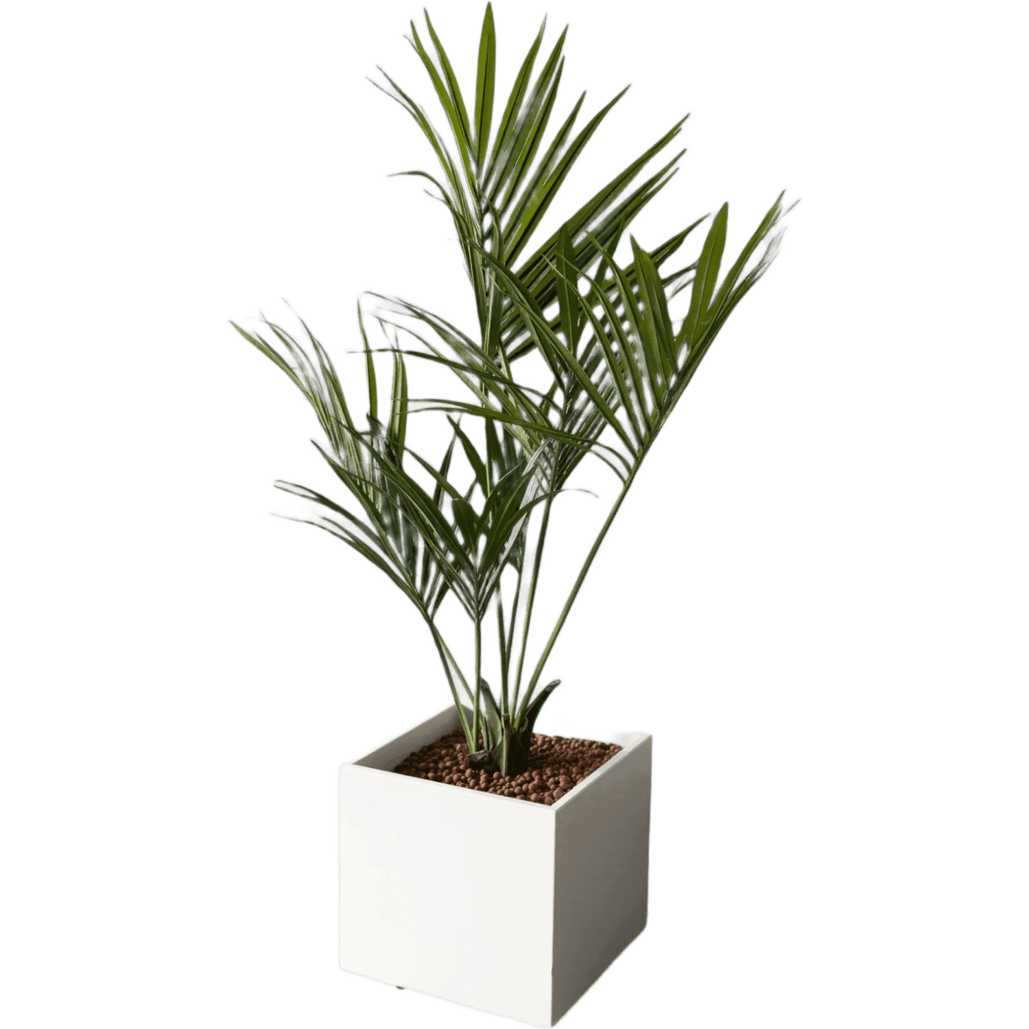 Fake square plants 55cm on wheels - Palm trees product image