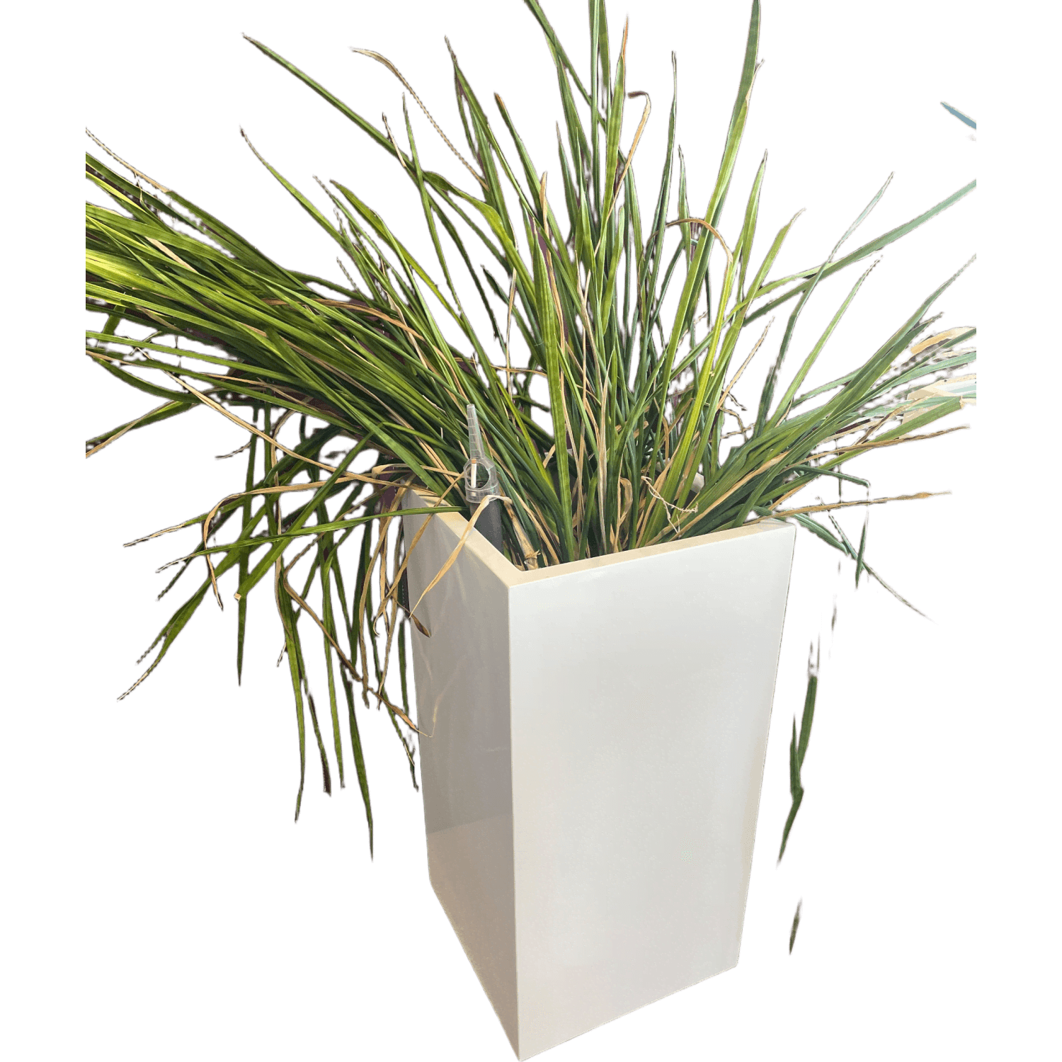 Plant product image