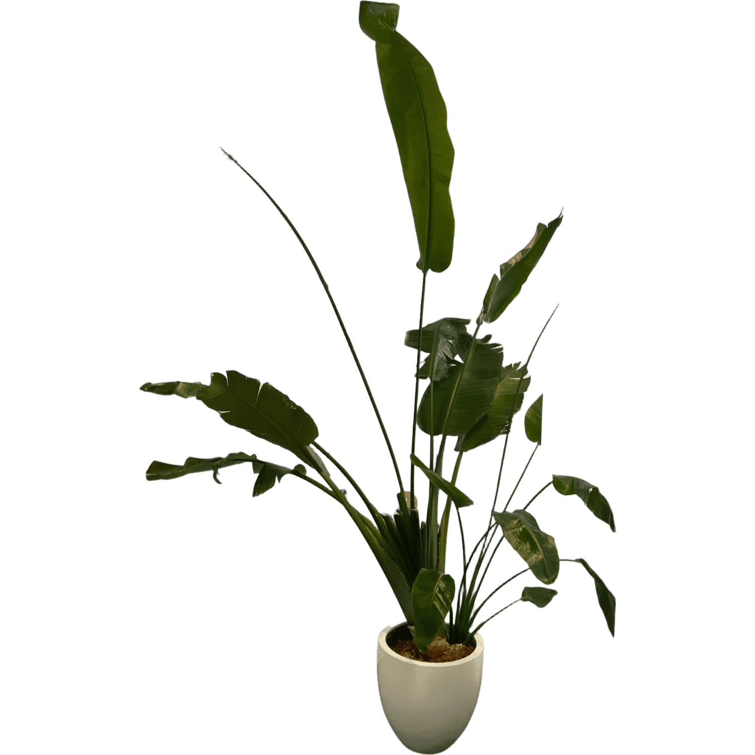 Indoor Plant product image